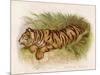 Bengal Tiger Resting-Brittan-Mounted Art Print