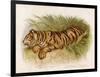 Bengal Tiger Resting-Brittan-Framed Art Print