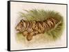 Bengal Tiger Resting-Brittan-Framed Stretched Canvas