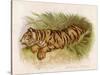 Bengal Tiger Resting-Brittan-Stretched Canvas