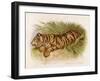 Bengal Tiger Resting-Brittan-Framed Art Print