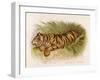 Bengal Tiger Resting-Brittan-Framed Art Print