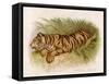 Bengal Tiger Resting-Brittan-Framed Stretched Canvas