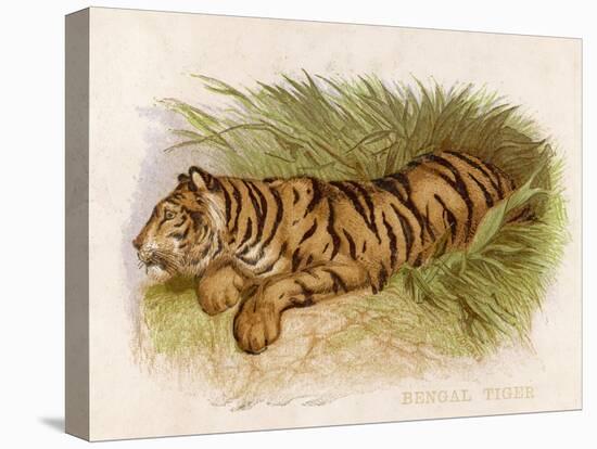 Bengal Tiger Resting-Brittan-Stretched Canvas