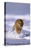 Bengal Tiger Running along the Beach-DLILLC-Stretched Canvas