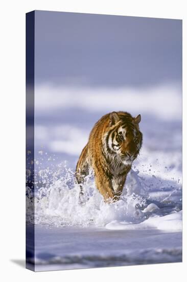 Bengal Tiger Running along the Beach-DLILLC-Stretched Canvas