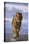 Bengal Tiger Running along the Beach-DLILLC-Stretched Canvas