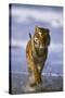 Bengal Tiger Running along the Beach-DLILLC-Stretched Canvas