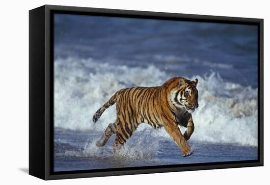 Bengal Tiger Running along the Beach-DLILLC-Framed Stretched Canvas