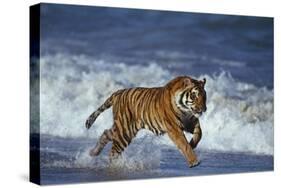 Bengal Tiger Running along the Beach-DLILLC-Stretched Canvas