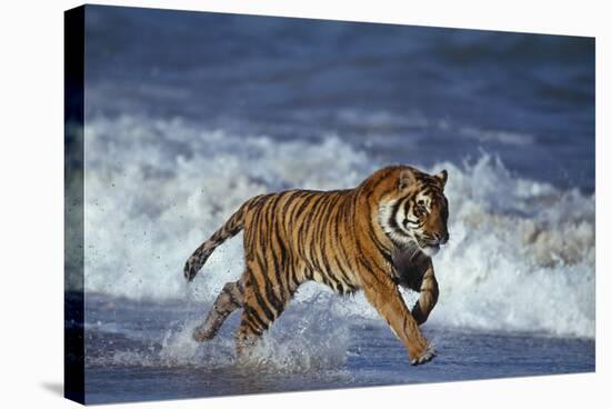 Bengal Tiger Running along the Beach-DLILLC-Stretched Canvas