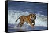 Bengal Tiger Running along the Beach-DLILLC-Framed Stretched Canvas