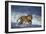 Bengal Tiger Running along the Beach-DLILLC-Framed Premium Photographic Print