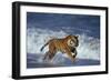 Bengal Tiger Running along the Beach-DLILLC-Framed Premium Photographic Print