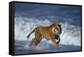 Bengal Tiger Running along the Beach-DLILLC-Framed Stretched Canvas