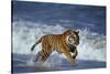 Bengal Tiger Running along the Beach-DLILLC-Stretched Canvas