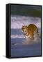 Bengal Tiger Running along the Beach-DLILLC-Framed Stretched Canvas