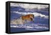 Bengal Tiger Running along the Beach-DLILLC-Framed Stretched Canvas