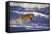 Bengal Tiger Running along the Beach-DLILLC-Framed Stretched Canvas