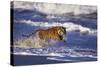 Bengal Tiger Running along the Beach-DLILLC-Stretched Canvas