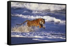 Bengal Tiger Running along the Beach-DLILLC-Framed Stretched Canvas