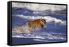 Bengal Tiger Running along the Beach-DLILLC-Framed Stretched Canvas