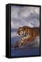 Bengal Tiger Running along the Beach-DLILLC-Framed Stretched Canvas