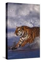 Bengal Tiger Running along the Beach-DLILLC-Stretched Canvas