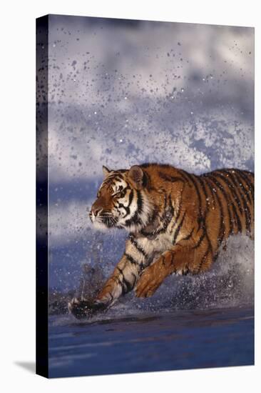 Bengal Tiger Running along the Beach-DLILLC-Stretched Canvas