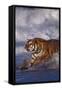 Bengal Tiger Running along the Beach-DLILLC-Framed Stretched Canvas