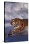 Bengal Tiger Running along the Beach-DLILLC-Stretched Canvas