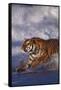 Bengal Tiger Running along the Beach-DLILLC-Framed Stretched Canvas