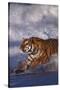 Bengal Tiger Running along the Beach-DLILLC-Stretched Canvas