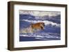 Bengal Tiger Running along the Beach-DLILLC-Framed Premium Photographic Print