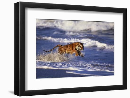 Bengal Tiger Running along the Beach-DLILLC-Framed Premium Photographic Print