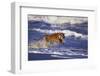 Bengal Tiger Running along the Beach-DLILLC-Framed Premium Photographic Print