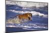 Bengal Tiger Running along the Beach-DLILLC-Mounted Premium Photographic Print