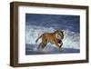 Bengal Tiger Running along the Beach-DLILLC-Framed Premium Photographic Print