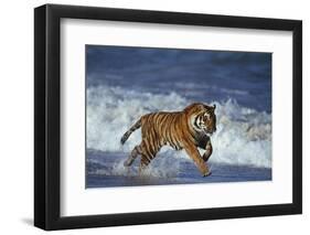 Bengal Tiger Running along the Beach-DLILLC-Framed Premium Photographic Print