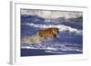 Bengal Tiger Running along the Beach-DLILLC-Framed Photographic Print