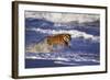 Bengal Tiger Running along the Beach-DLILLC-Framed Photographic Print