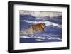 Bengal Tiger Running along the Beach-DLILLC-Framed Photographic Print