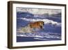 Bengal Tiger Running along the Beach-DLILLC-Framed Photographic Print