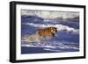 Bengal Tiger Running along the Beach-DLILLC-Framed Photographic Print