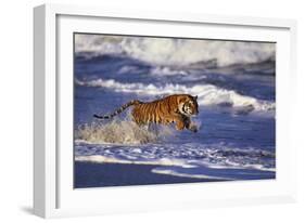 Bengal Tiger Running along the Beach-DLILLC-Framed Photographic Print