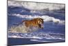 Bengal Tiger Running along the Beach-DLILLC-Mounted Photographic Print