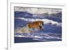 Bengal Tiger Running along the Beach-DLILLC-Framed Photographic Print