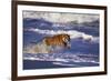 Bengal Tiger Running along the Beach-DLILLC-Framed Photographic Print