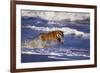 Bengal Tiger Running along the Beach-DLILLC-Framed Photographic Print