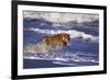 Bengal Tiger Running along the Beach-DLILLC-Framed Photographic Print